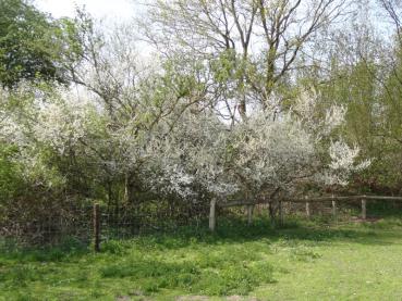 Prunus spinosa