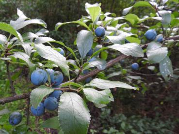 Prunus spinosa