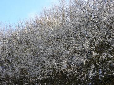 Prunus spinosa