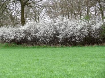 Prunus spinosa