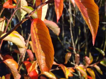 Rotes Herbstlaub der Frühlingskirsche Accolade