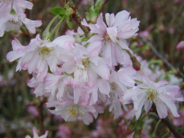 Prunus subhirtella Autumnalis Rosea