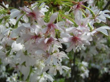 Blüte Prunus subhirtella Autumnalis Rosea