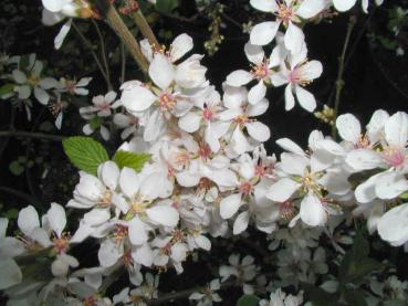 Weiße Blüten der Filzkirsche