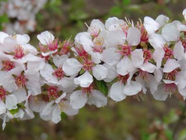 Details der weißen Blüten von Prunus tomentosa