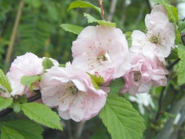 Mandelbäumchen - Prunus triloba