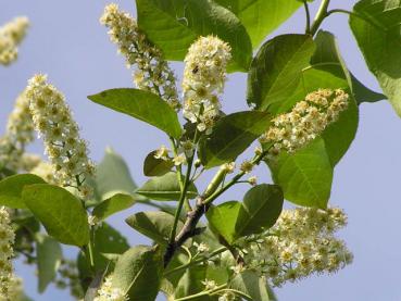 Prunus virginiana Shubert - Traubenkirsche Shubert