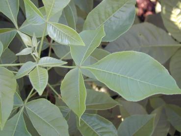 Dreilappiges Blatt des Hopfenstrauchs (Ptelea trifoliata)