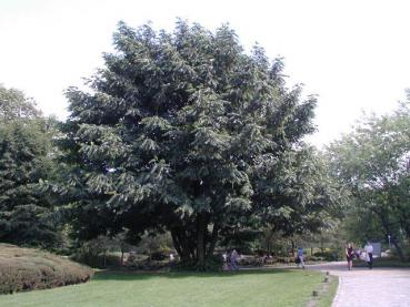 Kaukasische Flügelnuss - Pterocarya fraxinifolia