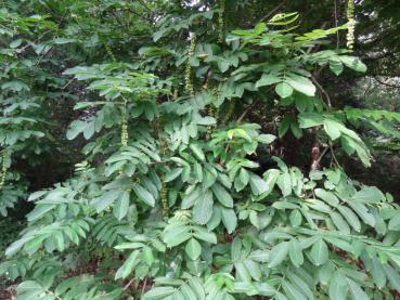 Die Blüten der Pterocarya fraxinifolia hängen in langen Kätzchen an den Zweigen.