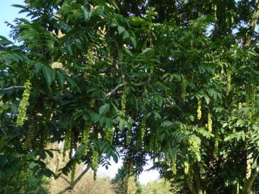 Früchte der Pterocarya fraxinifolia