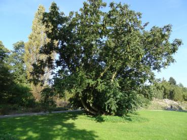 Skurriler Wuchs der Pterocarya fraxinifolia