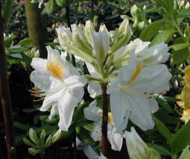Azalea Knap Hill Hybride weiß blühend - Großblumige Azalee weiß blühend