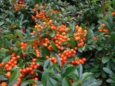 Pyracantha Orange Glow - Feuerdorn Orange Glow