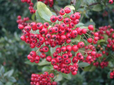 Feuerdorn Red Column - Pyracantha Red Column