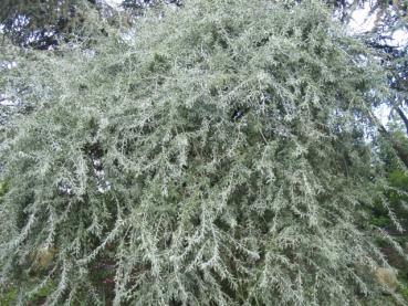 Wunderschönes, silbriges Laub ist typisch für Pyrus salicifolia Pendula.