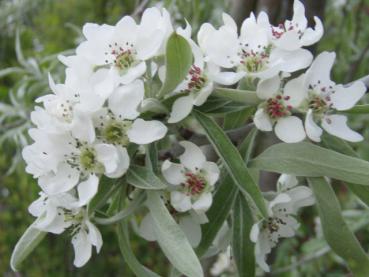 Pyrus salicifolia Pendula - Weiße Blüten