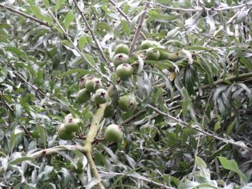 Die Weidenblättrige Birne (Pyrus salicifolia Pendula) mit typischen Früchten
