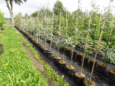 150-175 cm hohe Exemplare der Pyrus salicifolia Pendula