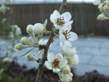 Weißblühender Baum - die Weidenblättrige Birne