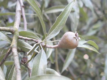 Pyrus salicifolia Pendula - kleine Frucht