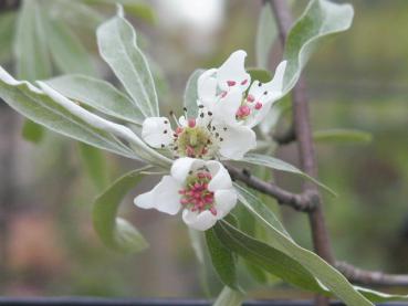 Weiße Blüte der Weidenblättrige Birne