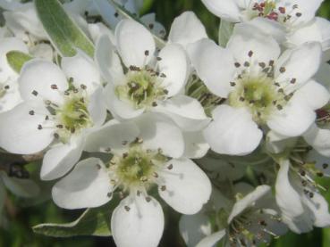 Weiße Blüten im Detail: Weidenblättrige Birne