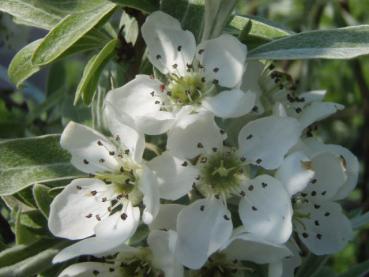 Pyrus salicifolia Pendula mit weißenBlüten