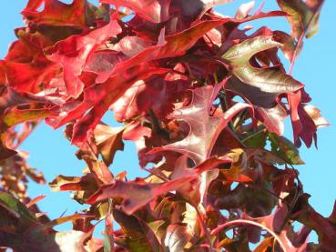 Quercus coccinea - Scharlacheiche