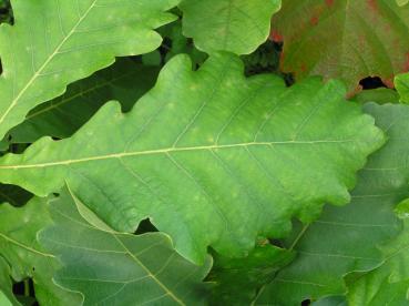 Quercus dentata - Kaisereiche