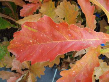 Herbstliches Laub der Kaisereiche