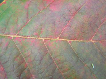 Im Detail: Herbstlaub bei Quercus dentata