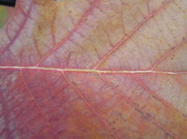 Schöne Struktur: Herbstblatt der Kaisereiche