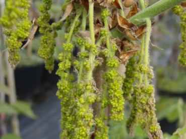 Männliche Blüten bei Quercus dentata