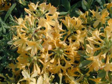 Azalea pontica