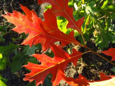 Herbstlaub der Sumpfeiche