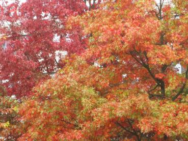 Quercus palustris - rote Herbstfärbung
