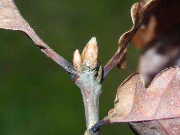 Winterknospe von Quercus petraea
