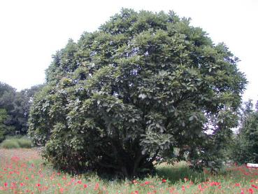 Quercus pontica