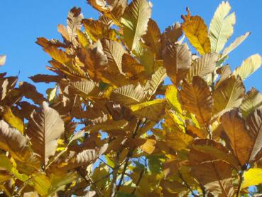 Quercus pontica im Herbstlaub
