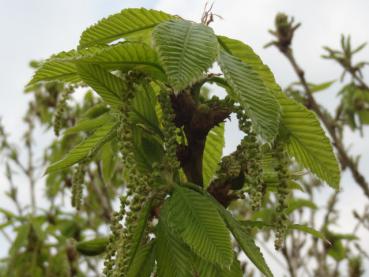 Quercus pontica, die Pontische Eiche