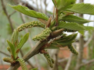 Blüten von Quercus pontica