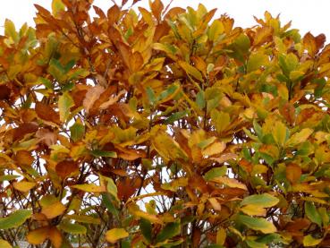 Die Pontische Eiche im Herbstlaub