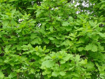 Das dichte Blattwerk der Stieleiche (Quercus robur)