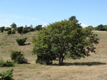 Stieleiche in einer dänischen Heidelandschaft