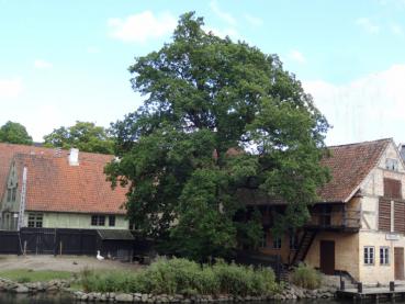 Die Stieleiche, hier in Verwendung als Hausbaum.