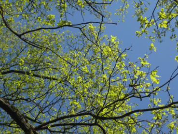Der frische Blattaustrieb der Quercus robur im April
