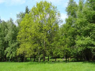 Das Laub der Stieleiche (Quercus robur) kurz nach dem Blattaustrieb