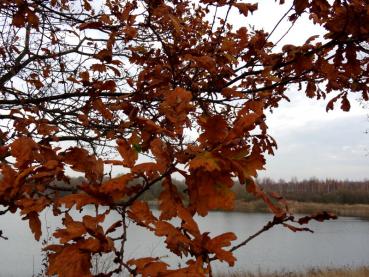 Herbstlaub der Deutschen Eiche