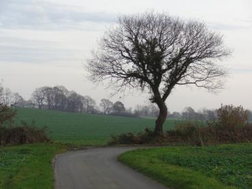 Mit Efeu bewachsene Stieleiche in Mittelholstein